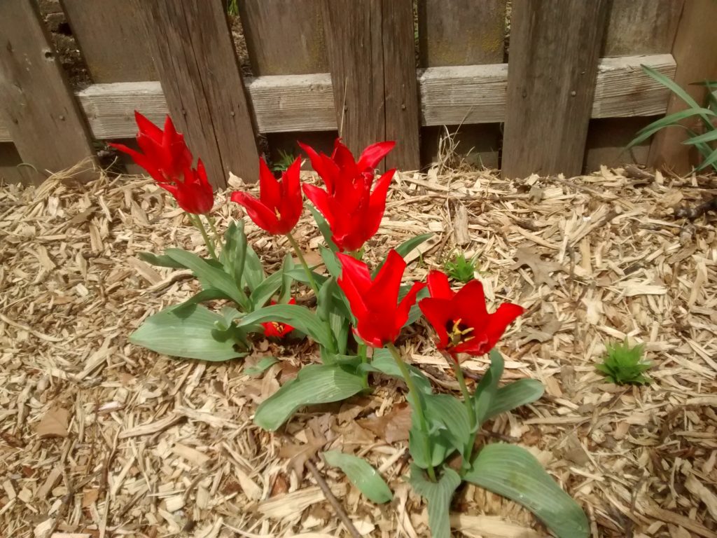City tulips in Nebraska