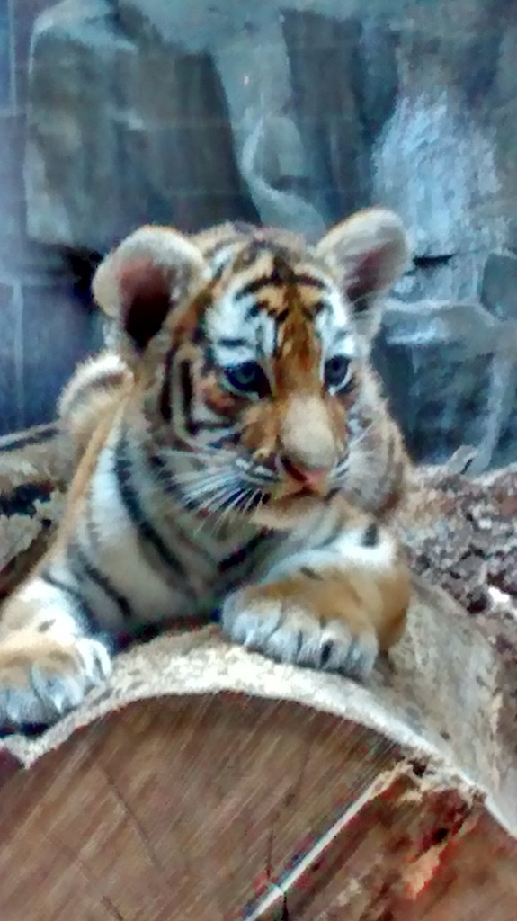 Young tiger at the Henry Doorly Zoo