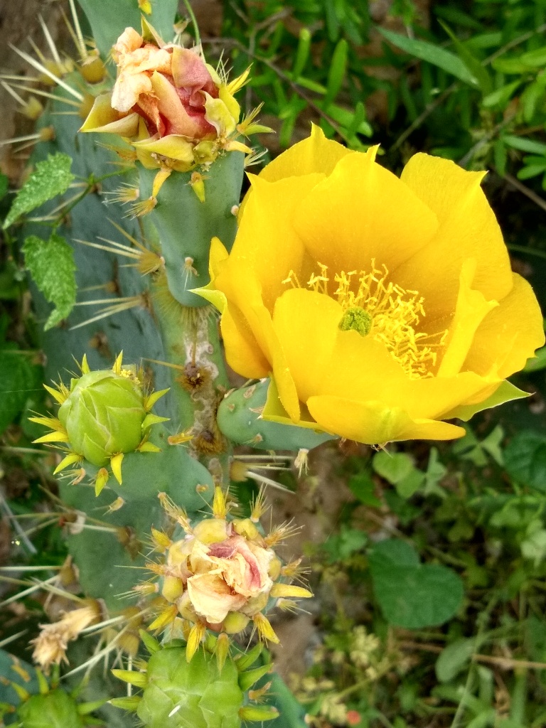 Prickly pear blooming at the Aransas National Wildlife Refuge in South Texas, May, 2019